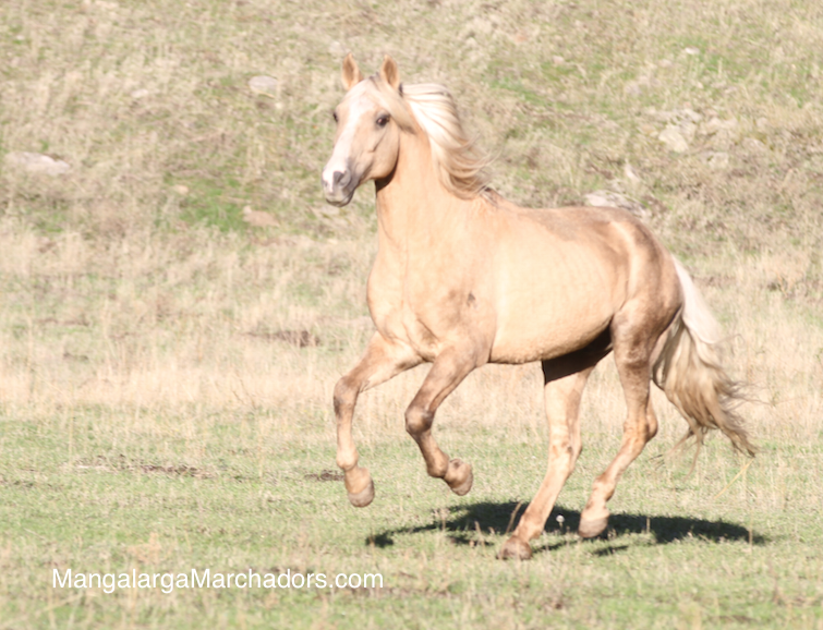 Ritmo AJ Mangalarga Marchador