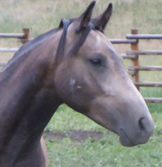 mangalarga marchador stallion