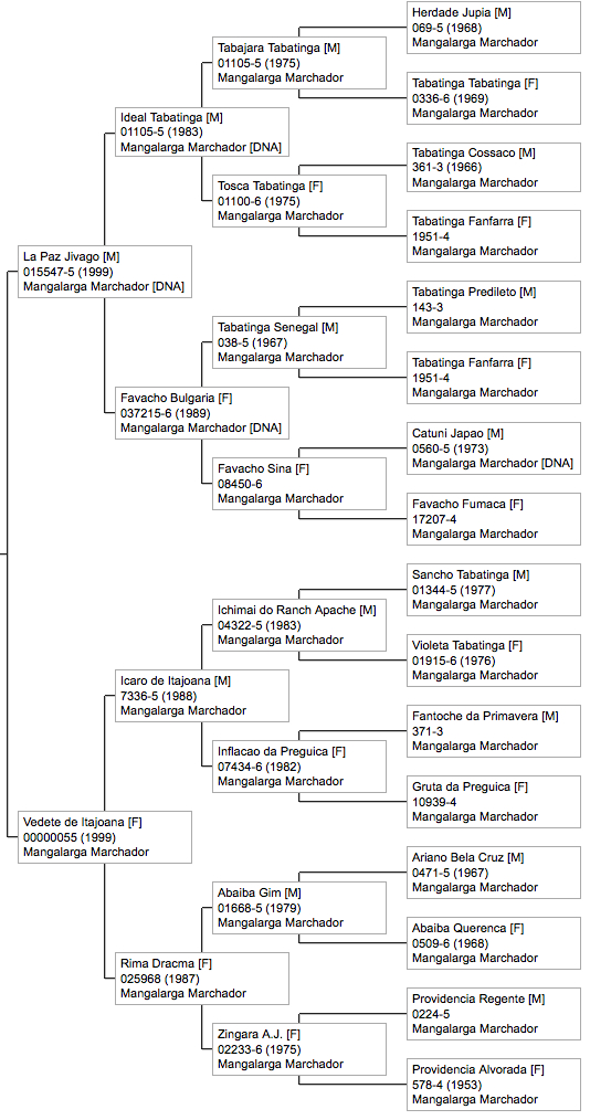 mangalarga marchador stallion pedigree