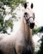 mangalarga marchador elite stallion