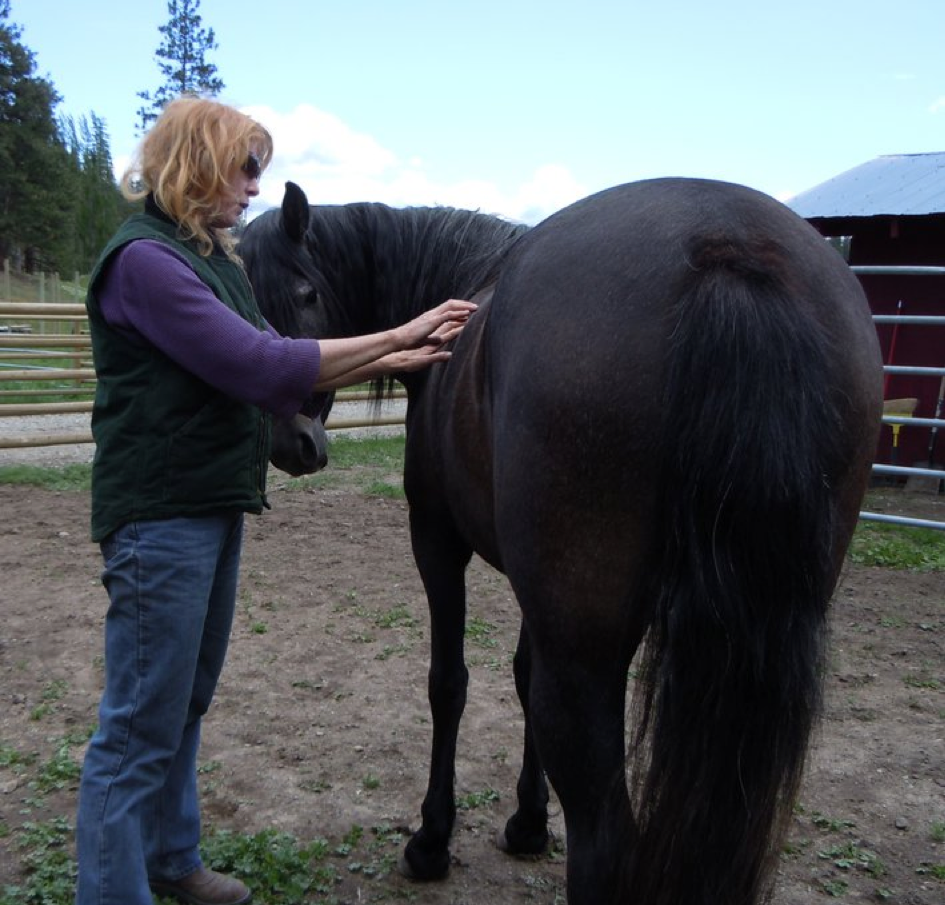 Mangalarga marchador mare Rosa de Lazy T