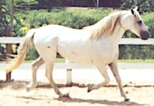 mangalarga marchador stallion