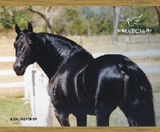 mangalarga marchador stallion