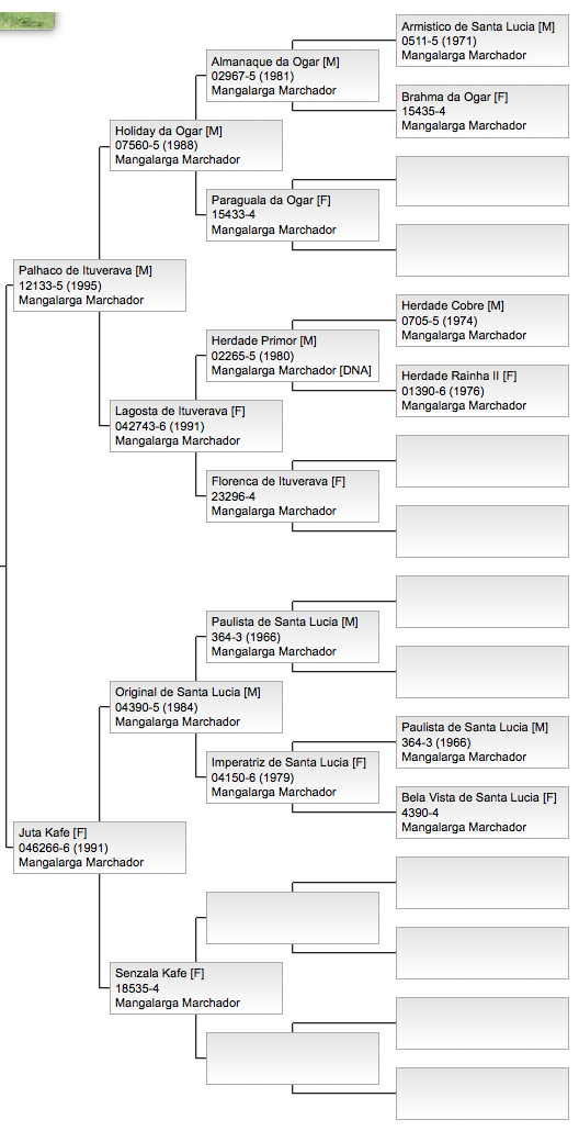 mangalarga marchador stallion pedigree