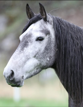 Mangalarga marchador mare