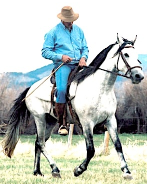 mangalarga marchador stallion