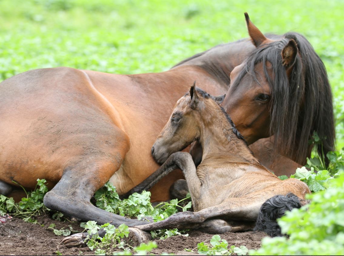 mangalarga marchador foal just born