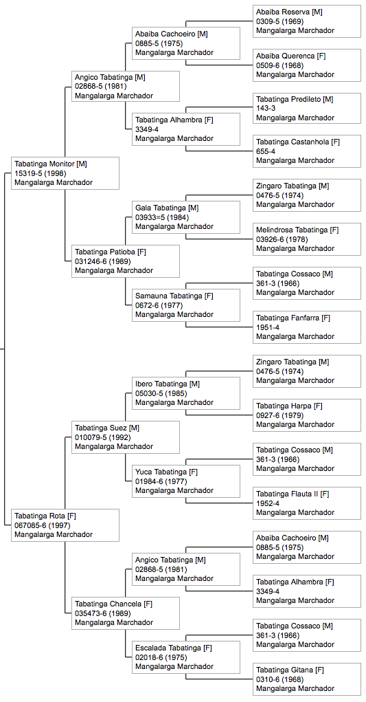mangalarga marchador mare pedigree