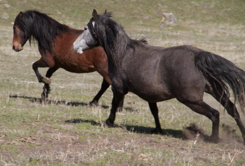 mangalarga marchadors