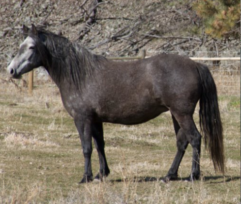 mangalarga marchadors