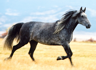 mangalarga marchador