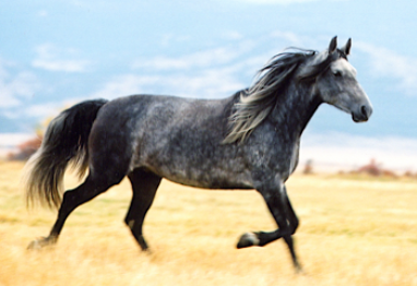 mangalarga marchador mare in gait