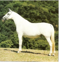 mangalarga marchador elite mare
