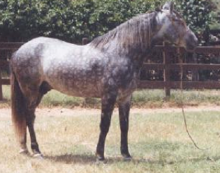 mangalarga marchador stallion