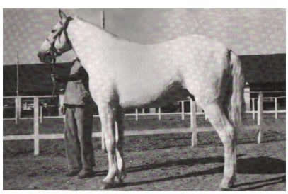 mangalarga marchador mare