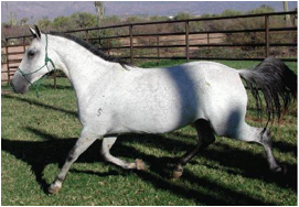 mangalarga marchador mare