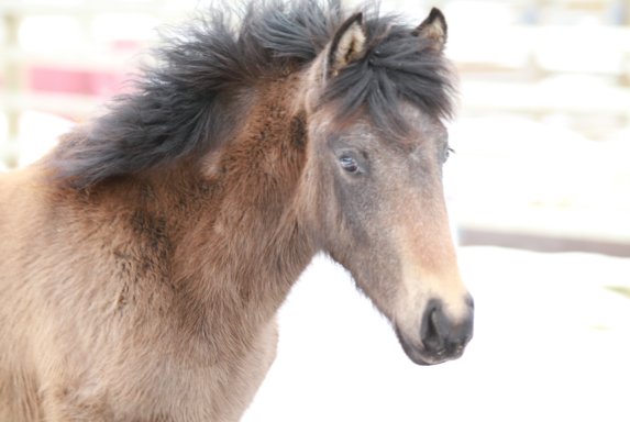 Mangalarga marchador filly
