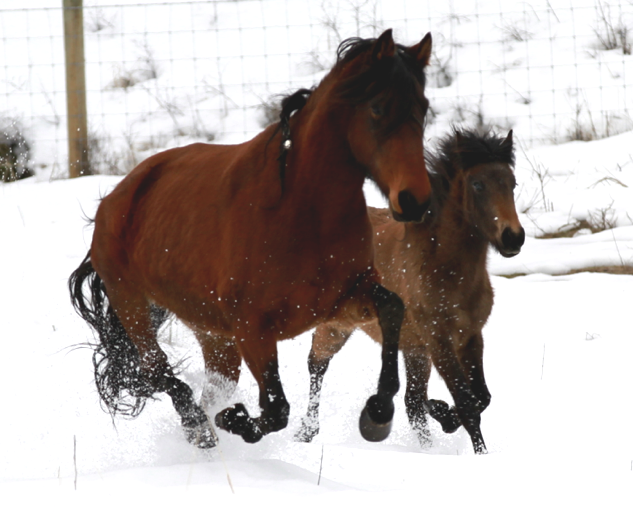 Mangalarga marchador mare